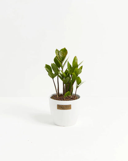 Small ZZ Plant in Coconut Eco Pot